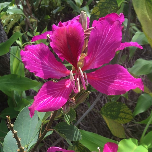 Meet your Posher, Grace - Picture 1 of 1